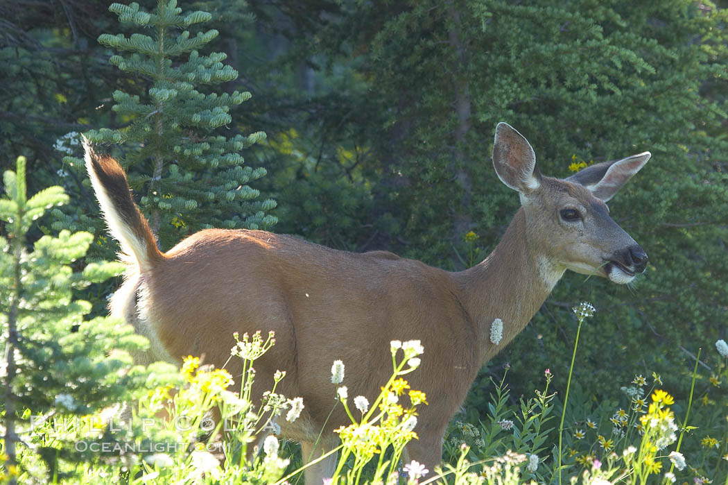 Blacktail deer, Paradise Park. Mount Rainier National Park, Washington, USA, natural history stock photograph, photo id 13913