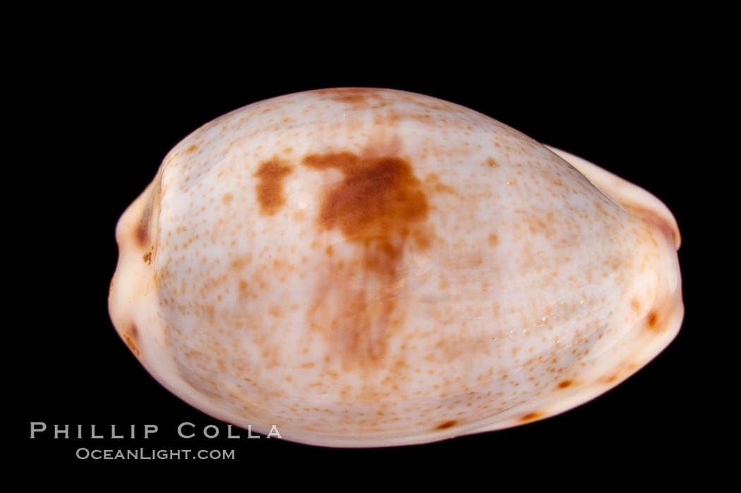 Blotched Graceful Cowrie., Cypraea gracilis macula, natural history stock photograph, photo id 08130