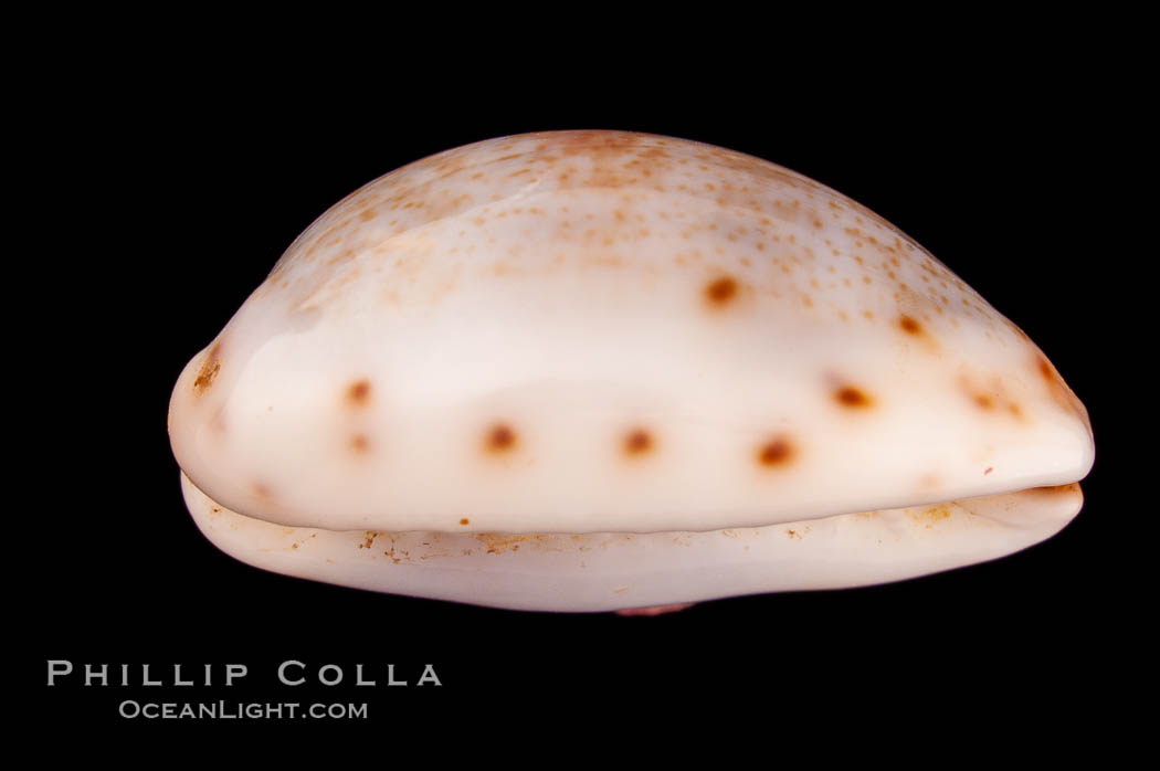 Blotched Graceful Cowrie., Cypraea gracilis macula, natural history stock photograph, photo id 08132