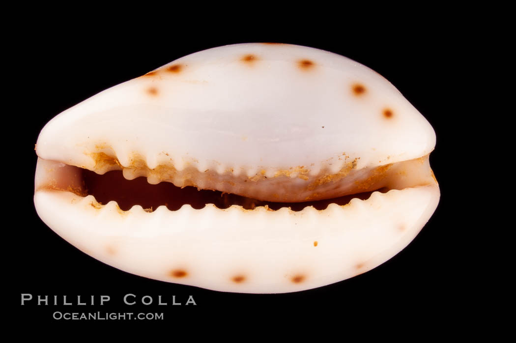 Blotched Graceful Cowrie., Cypraea gracilis macula, natural history stock photograph, photo id 08131