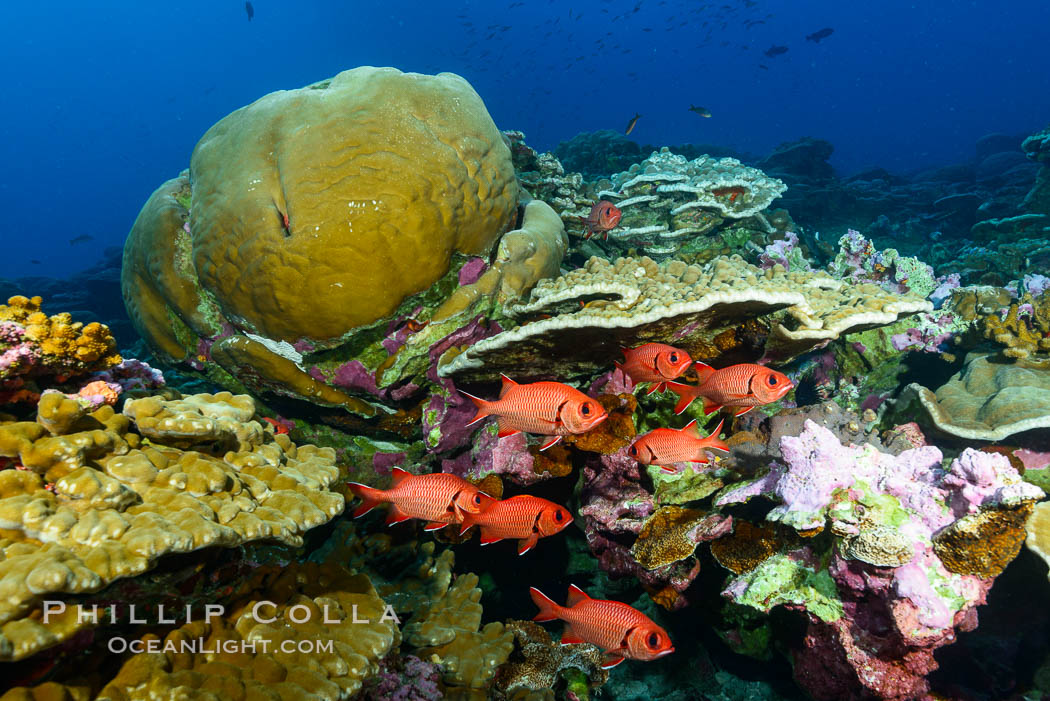 Blotcheye soldierfish and Clipperton Island coral reef, Porites sp. France, Porites arnaudi, Porites lobata, natural history stock photograph, photo id 32951