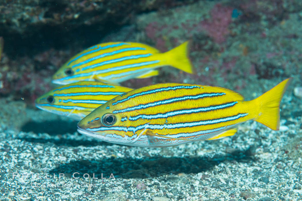 Blue and gold snapper, Sea of Cortez, Baja California, Mexico. Punta Alta, natural history stock photograph, photo id 33730