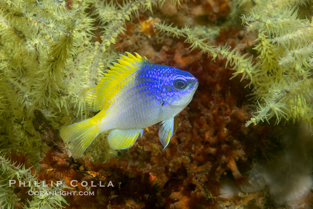 Blue-and-yellow chromis admist Black Coral, Chromis limbaughi, Islas San Lorenzo, Sea of Cortez, Chromis limbaughi Blue-and-yellow chromis admist Black Coral, Chromis limbaughi, Islas San Lorenzo, Sea of Cortez, Chromis limbaughi