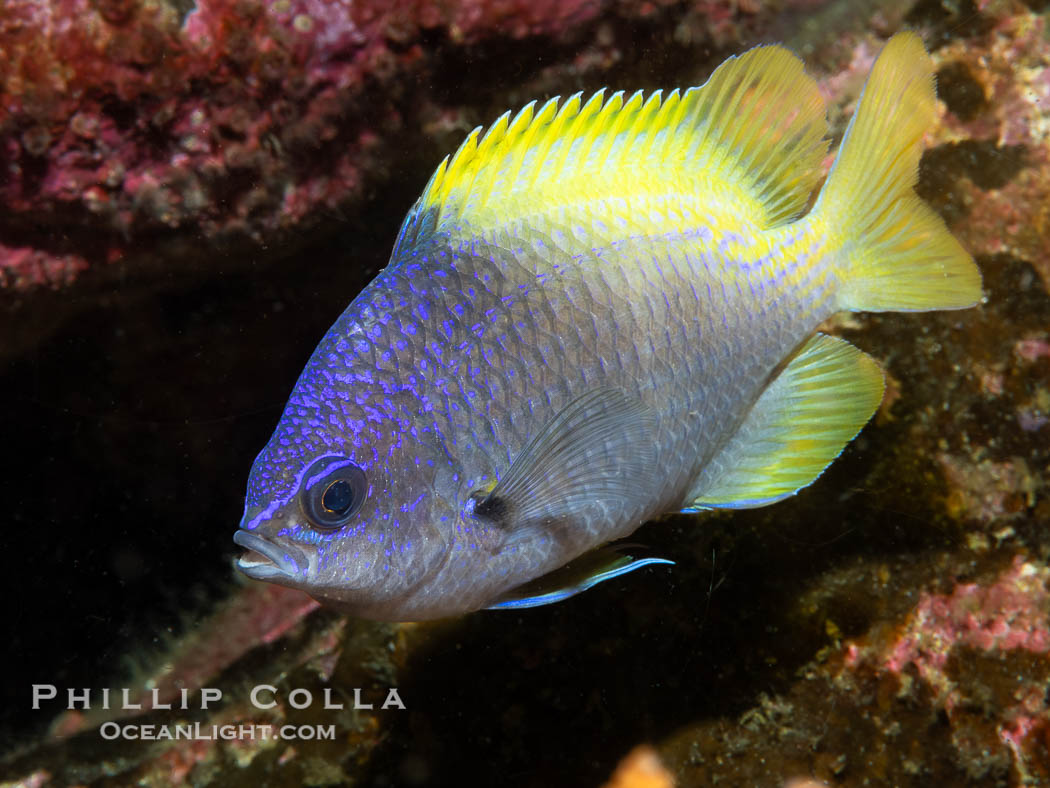 Blue-and-yellow chromis, Chromis limbaughi, Islas San Lorenzo, Sea of Cortez, Chromis limbaughi Blue-and-yellow chromis, Chromis limbaughi, Islas San Lorenzo, Sea of Cortez, Chromis limbaughi