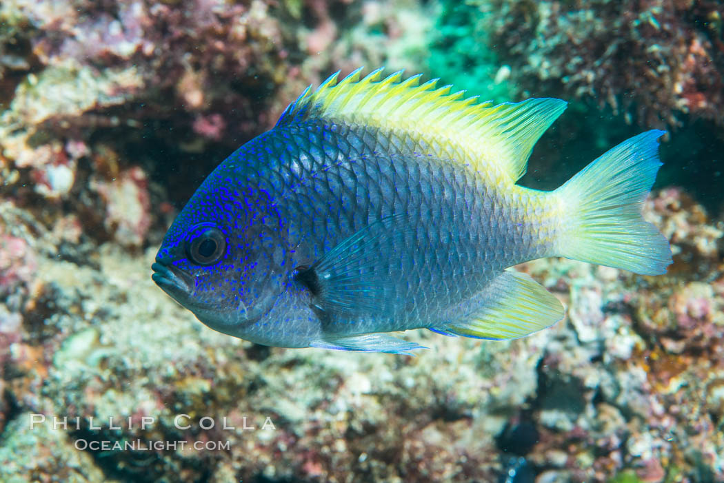 Blue-and-yellow chromis, Chromis limbaughi, Sea of Cortez. Punta Alta, Baja California, Mexico, natural history stock photograph, photo id 33732