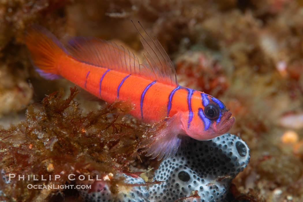 Blue-banded goby in the Midriff Islands, Sea of Cortez, Mexico, Lythrypnus dalli, Isla Angel de la Guarda, Baja California Blue-banded goby in the Midriff Islands, Sea of Cortez, Mexico, Lythrypnus dalli, Isla Angel de la Guarda, Baja California