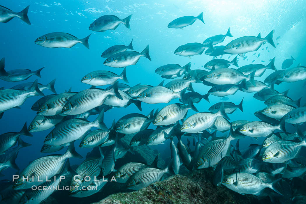 Blue-bronze sea chub schooling, Sea of Cortez. Baja California, Mexico, Kyphosus analogus, natural history stock photograph, photo id 31230