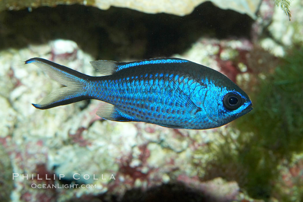 Blue chromis., Chromis cyanea, natural history stock photograph, photo id 11774