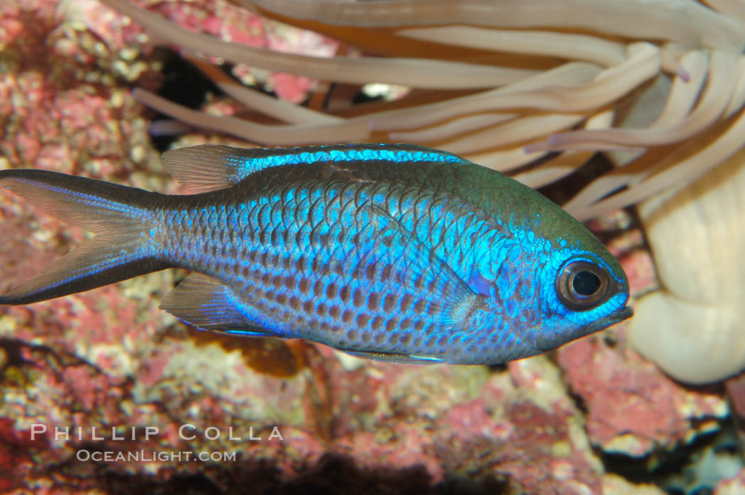 Blue chromis., Chromis cyanea, natural history stock photograph, photo id 08725