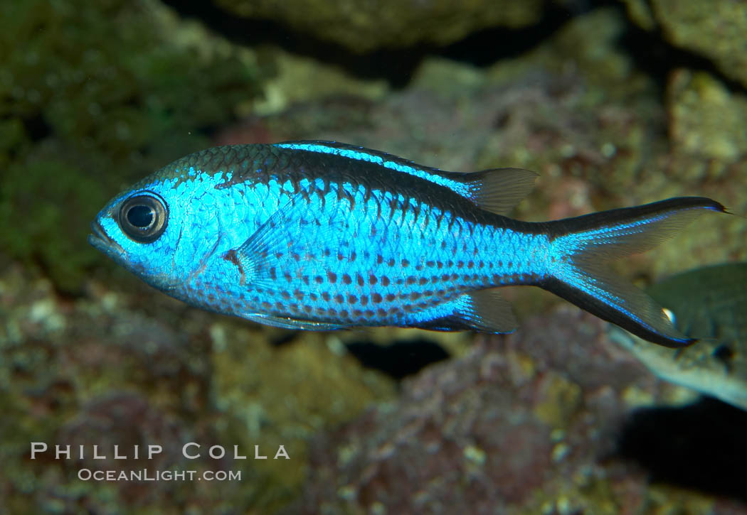 Blue chromis., Chromis cyanea, natural history stock photograph, photo id 11035