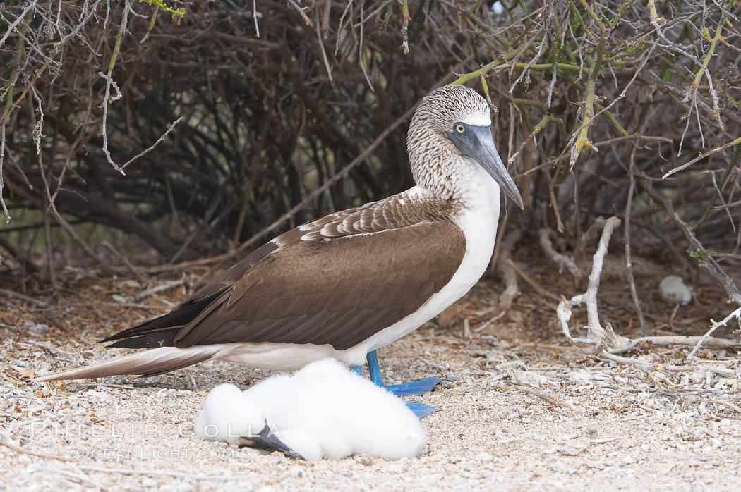 Blue-footed booby adult and chick. North Seymour Island, Galapagos Islands, Ecuador, Sula nebouxii, natural history stock photograph, photo id 16674