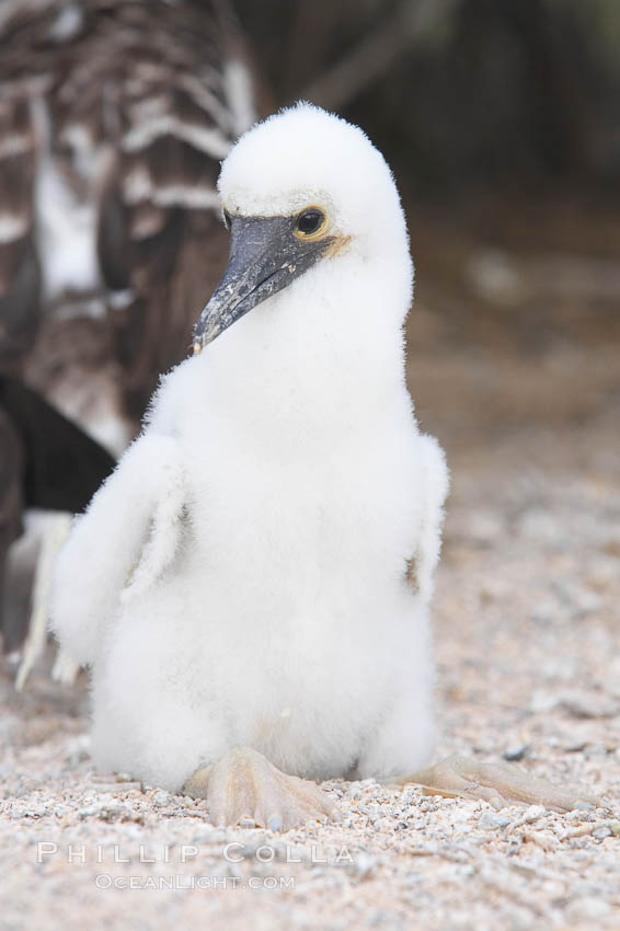 Blue-footed booby chick. North Seymour Island, Galapagos Islands, Ecuador, Sula nebouxii, natural history stock photograph, photo id 16678