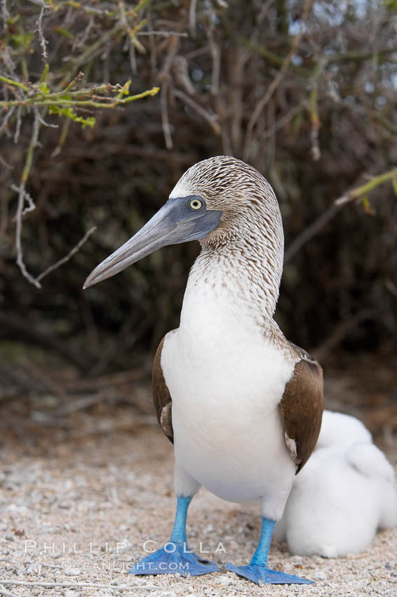 Blue-footed booby adult. North Seymour Island, Galapagos Islands, Ecuador, Sula nebouxii, natural history stock photograph, photo id 16664