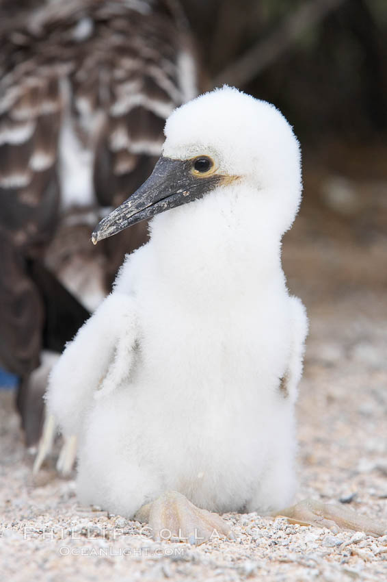 Blue-footed booby chick. North Seymour Island, Galapagos Islands, Ecuador, Sula nebouxii, natural history stock photograph, photo id 16668