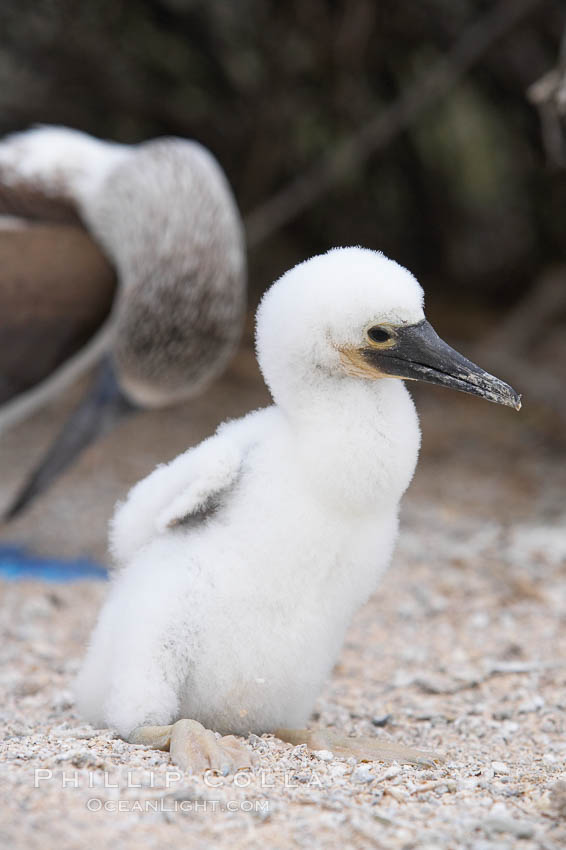 Blue-footed booby chick. North Seymour Island, Galapagos Islands, Ecuador, Sula nebouxii, natural history stock photograph, photo id 16672