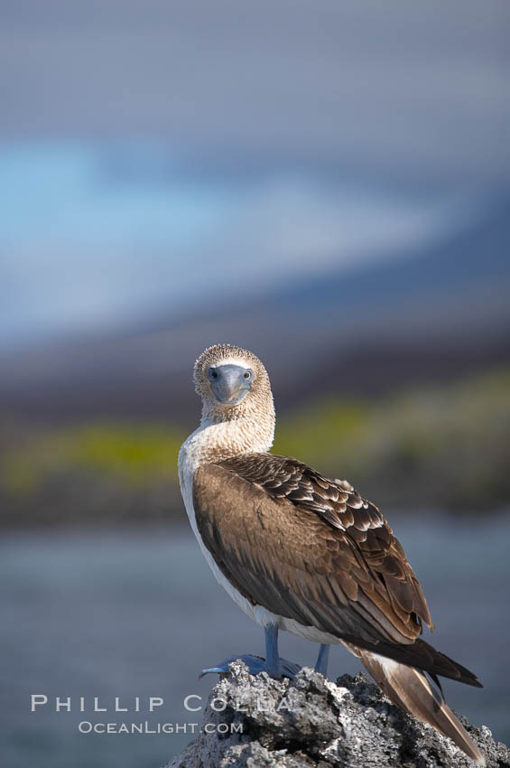 Blue-footed booby, Punta Albemarle. Isabella Island, Galapagos Islands, Ecuador, Sula nebouxii, natural history stock photograph, photo id 16676