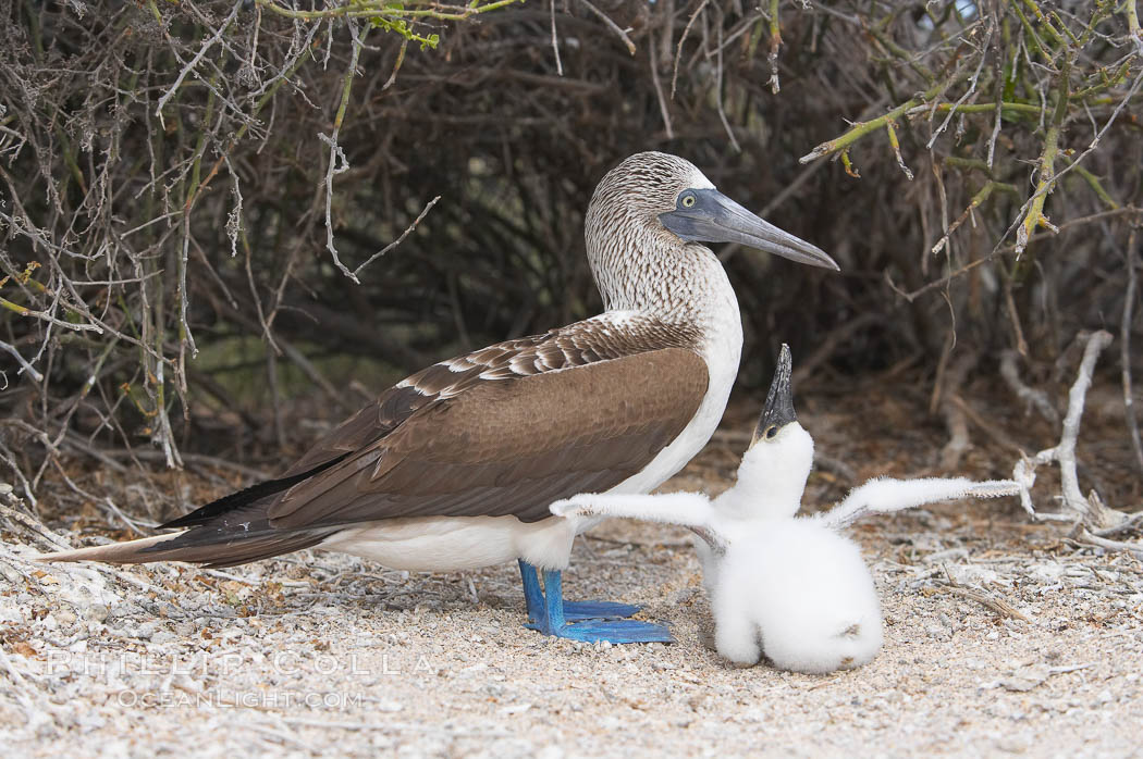 Blue-footed booby adult and chick. North Seymour Island, Galapagos Islands, Ecuador, Sula nebouxii, natural history stock photograph, photo id 16663