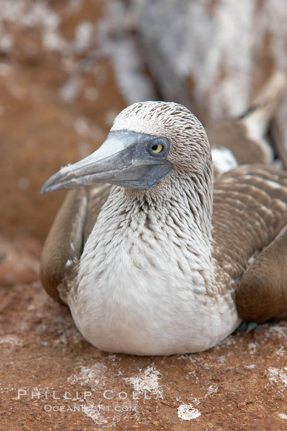 Blue-footed booby adult. North Seymour Island, Galapagos Islands, Ecuador, Sula nebouxii, natural history stock photograph, photo id 16671