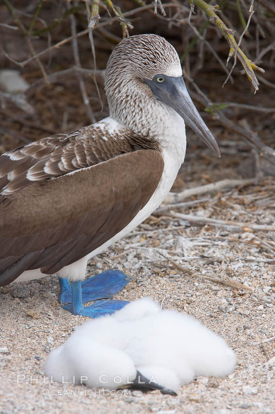 Blue-footed booby adult and chick. North Seymour Island, Galapagos Islands, Ecuador, Sula nebouxii, natural history stock photograph, photo id 16675
