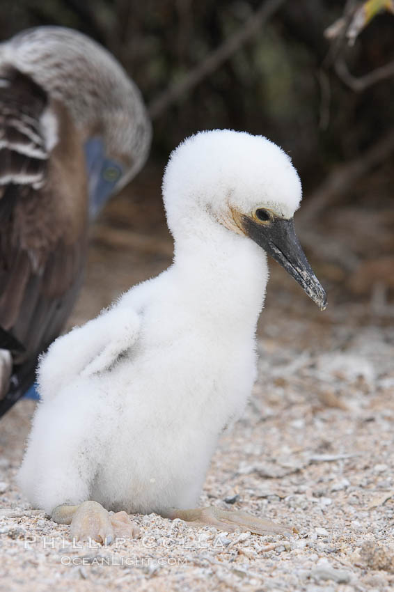 Blue-footed booby chick. North Seymour Island, Galapagos Islands, Ecuador, Sula nebouxii, natural history stock photograph, photo id 16679