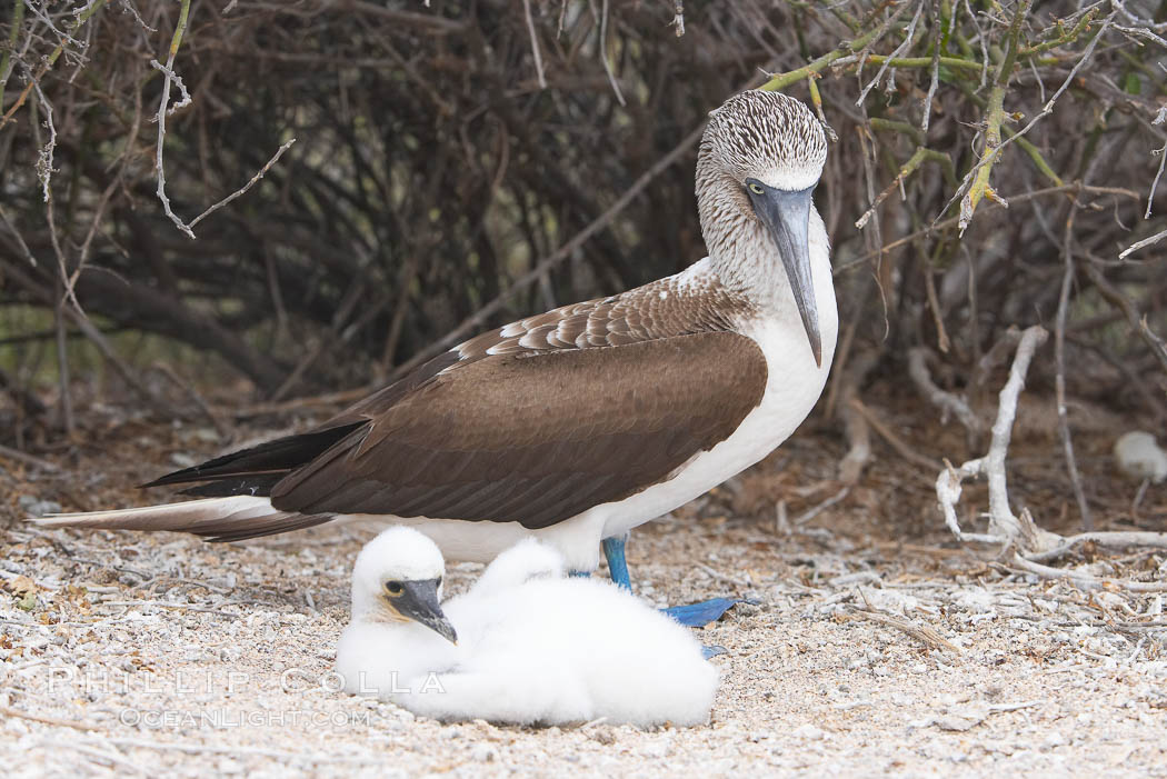 Blue-footed booby adult and chick. North Seymour Island, Galapagos Islands, Ecuador, Sula nebouxii, natural history stock photograph, photo id 16673