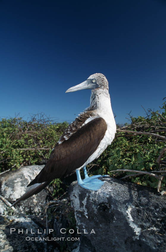 Blue-footed booby, Punta Suarez. Hood Island, Galapagos Islands, Ecuador, Sula nebouxii, natural history stock photograph, photo id 01798