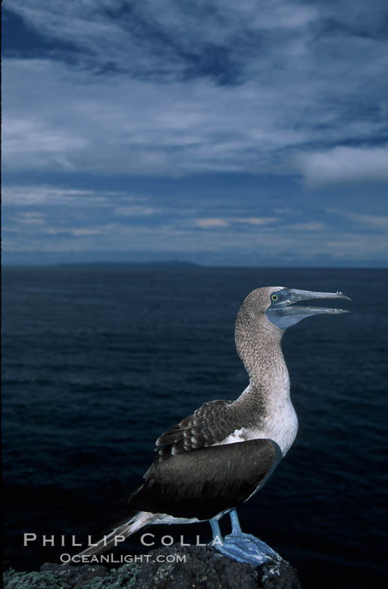 Blue-footed booby. Galapagos Islands, Ecuador, Sula nebouxii, natural history stock photograph, photo id 05750