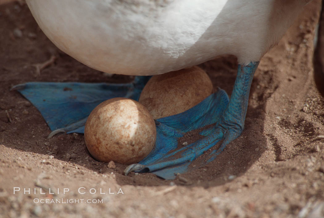 Blue-footed booby egg, Punta Suarez. Hood Island, Galapagos Islands, Ecuador, Sula nebouxii, natural history stock photograph, photo id 01812