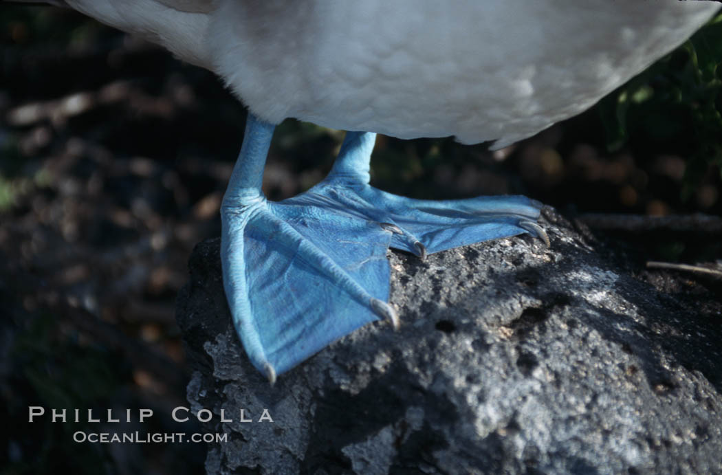 Blue-footed booby feet, Punta Suarez. Hood Island, Galapagos Islands, Ecuador, Sula nebouxii, natural history stock photograph, photo id 01820