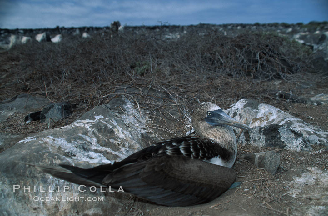 Blue-footed booby on nest, Punta Suarez. Hood Island, Galapagos Islands, Ecuador, Sula nebouxii, natural history stock photograph, photo id 01815