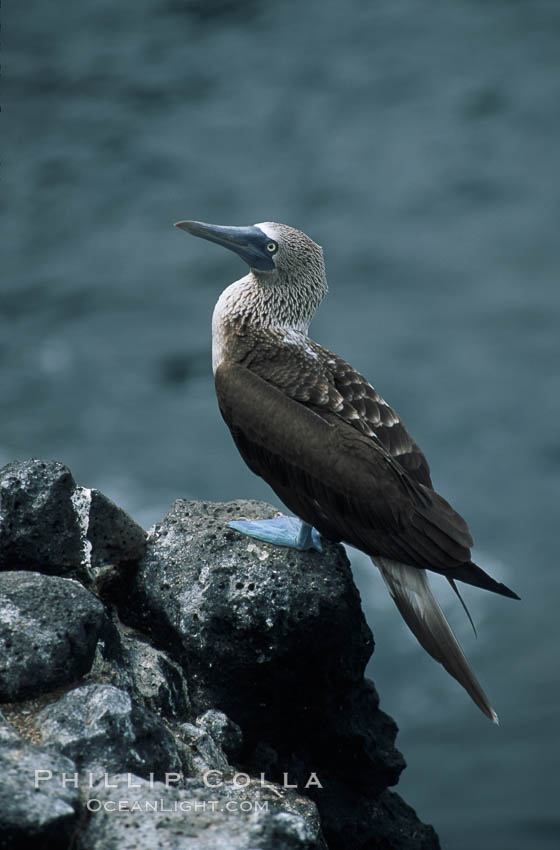 Blue-footed booby,  South Plaza Island. Galapagos Islands, Ecuador, Sula nebouxii, natural history stock photograph, photo id 01805