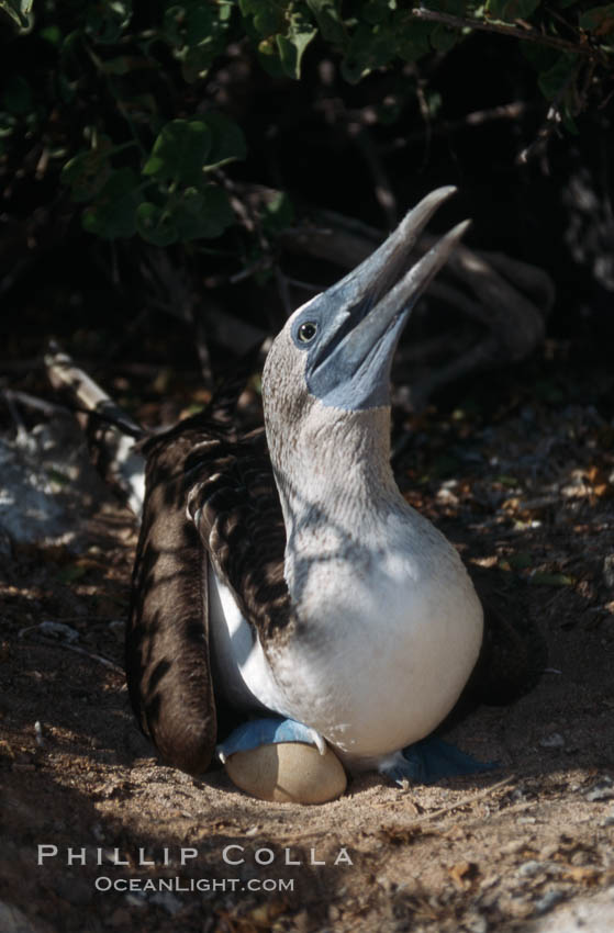 Blue-footed booby on nest, Punta Suarez. Hood Island, Galapagos Islands, Ecuador, Sula nebouxii, natural history stock photograph, photo id 01821