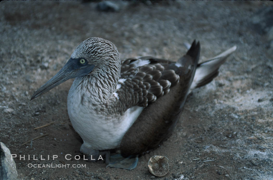 Blue-footed booby on nest, Punta Suarez. Hood Island, Galapagos Islands, Ecuador, Sula nebouxii, natural history stock photograph, photo id 01829