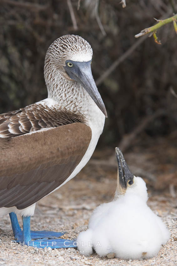 Blue-footed booby adult and chick. North Seymour Island, Galapagos Islands, Ecuador, Sula nebouxii, natural history stock photograph, photo id 16657