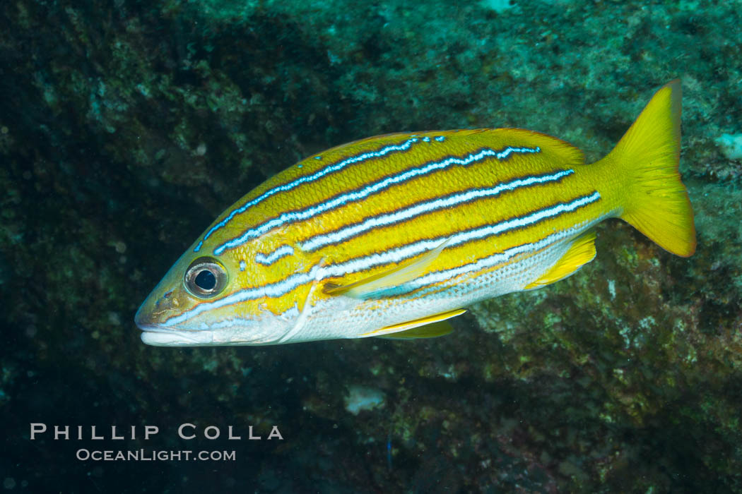 Blue and gold snapper, Lutjanus viridis photo, Sea of Cortez, Baja