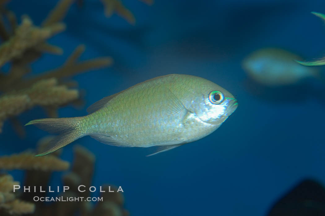 Blue green chromis., Chromis viridis, natural history stock photograph, photo id 07920