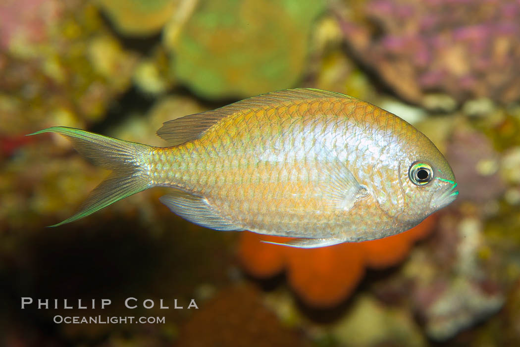 Blue-green chromis., Chromis viridis, natural history stock photograph, photo id 12955