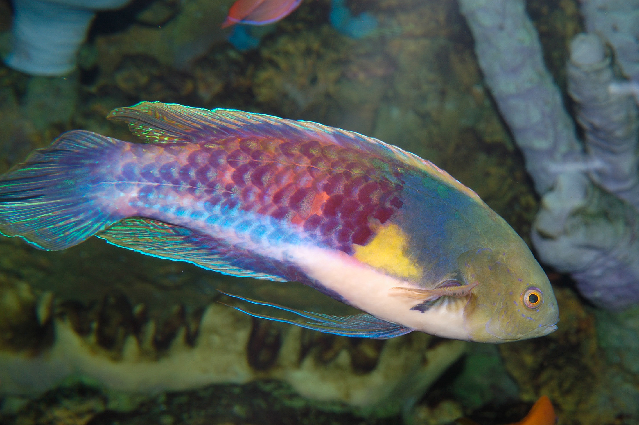 Blue-head fairy wrasse., Cirrhilabrus cyanopleura, natural history stock photograph, photo id 08875