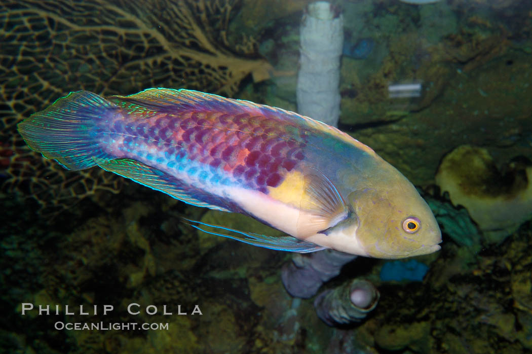 Blue-head fairy wrasse., Cirrhilabrus cyanopleura, natural history stock photograph, photo id 08877