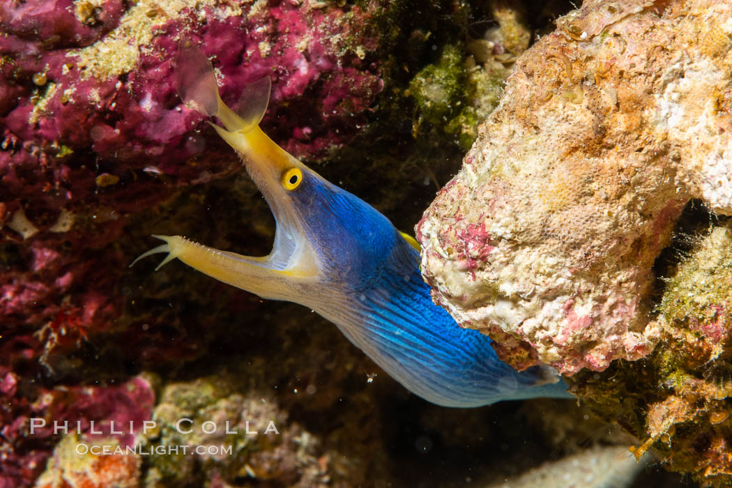 Blue ribbon eel, Rhinomuraena quaesita, leafnose moray eel, Fiji. Namena Marine Reserve, Namena Island, Rhinomuraena quaesita, natural history stock photograph, photo id 34732