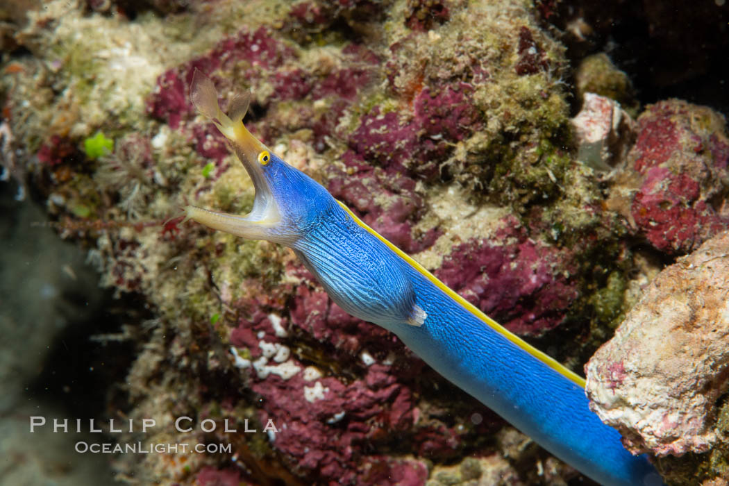 Blue ribbon eel, Rhinomuraena quaesita, leafnose moray eel, Fiji. Namena Marine Reserve, Namena Island, Rhinomuraena quaesita, natural history stock photograph, photo id 34785