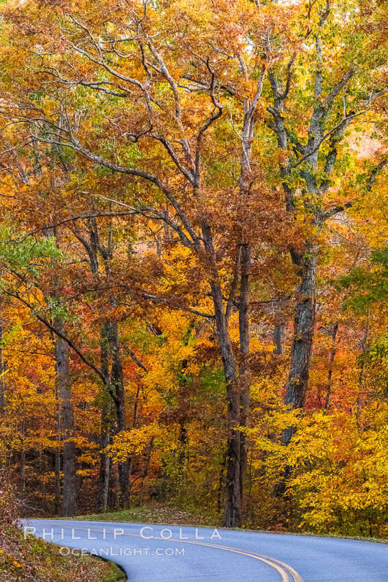 Blue Ridge Parkway Fall Colors, Asheville, North Carolina. USA, natural history stock photograph, photo id 34646