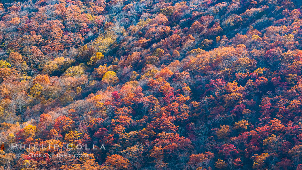 Blue Ridge Parkway Fall Colors, Asheville, North Carolina. USA, natural history stock photograph, photo id 34636
