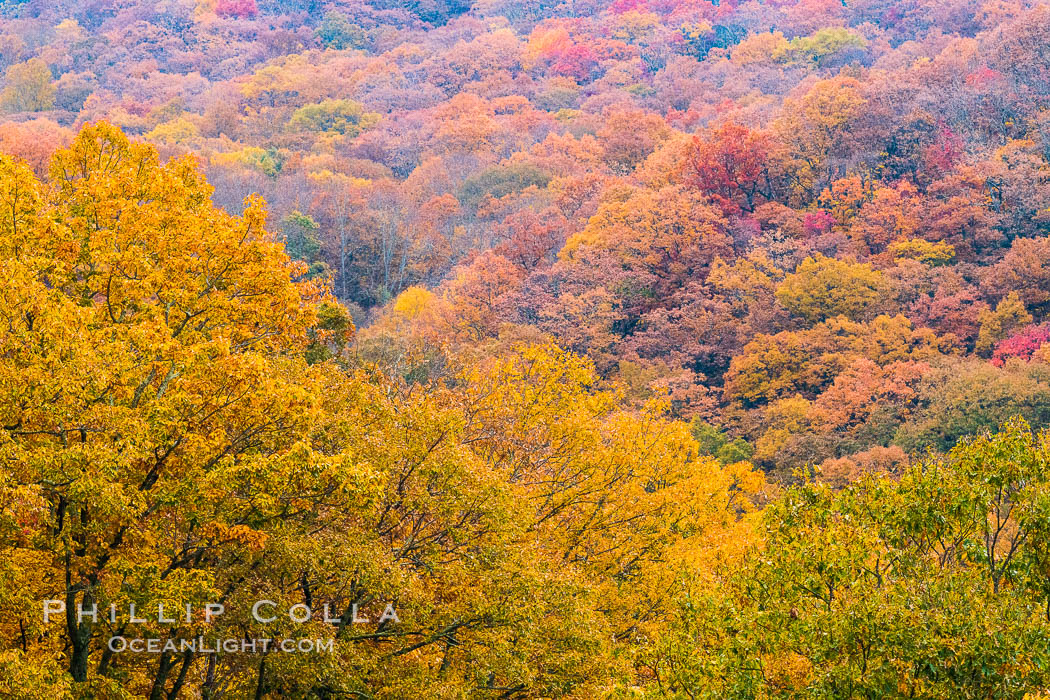 Blue Ridge Parkway Fall Colors, Asheville, North Carolina. USA, natural history stock photograph, photo id 34643