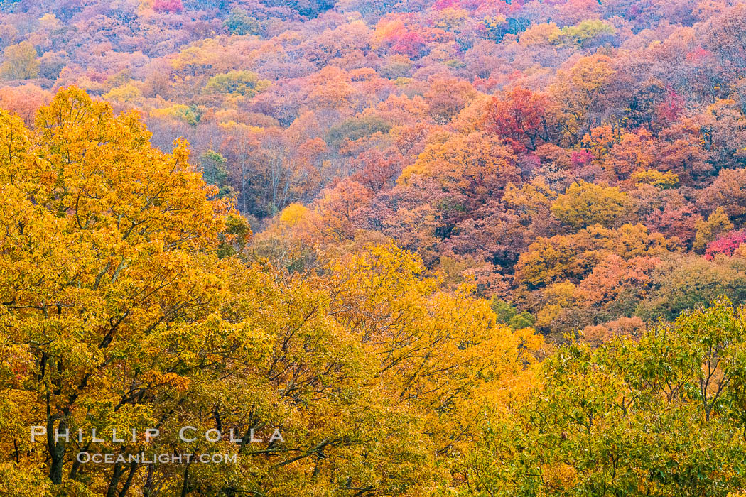 Blue Ridge Parkway Fall Colors, Asheville, North Carolina. USA, natural history stock photograph, photo id 34643