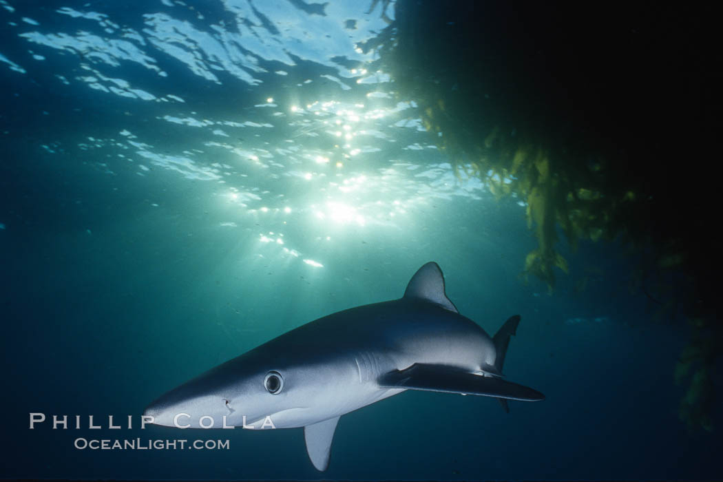 Blue shark swimming near kelp paddy, sunset, Baja California. Mexico, Prionace glauca, natural history stock photograph, photo id 36342