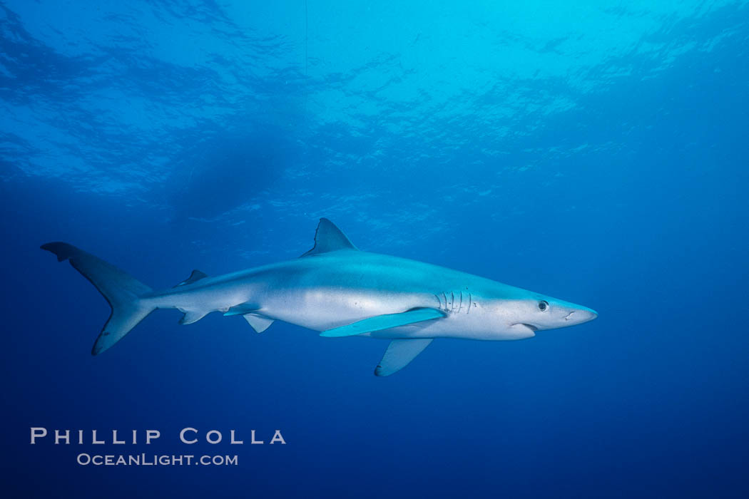 Blue shark in the open ocean, Baja California. Mexico, Prionace glauca, natural history stock photograph, photo id 36344