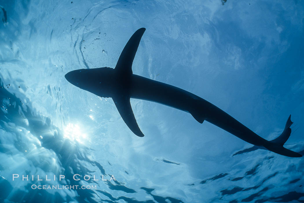 Blue shark in the open ocean, Baja California. Mexico, Prionace glauca, natural history stock photograph, photo id 36345