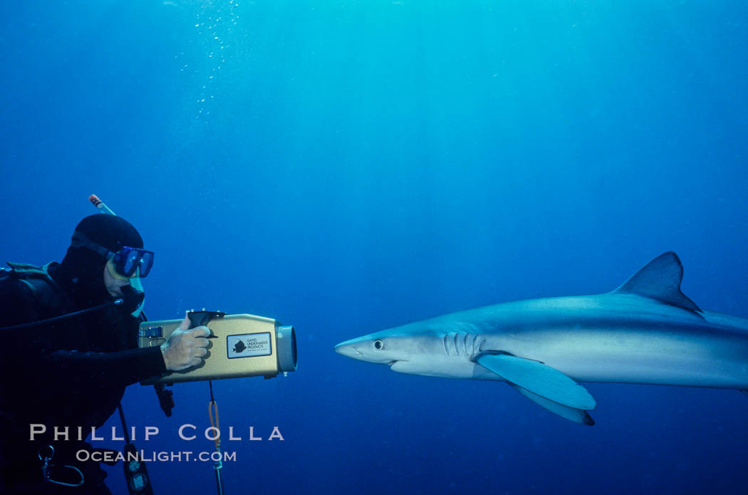 Blue shark and videographer. San Diego, California, USA, Prionace glauca, natural history stock photograph, photo id 00276
