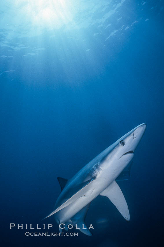 Image 00587, Blue shark underwater in the open ocean. San Diego, California, USA, Prionace glauca, Phillip Colla, all rights reserved worldwide. Keywords: animal, animalia, blue shark, california, carcharhinidae, carcharhiniformes, chondrichthyes, chordata, danger, elasmobranch, elasmobranchii, fear, glauca, great blue shark, jaws, marine, ocean, oceans, open ocean, outdoors, outside, pacific, pacific ocean, pelagic, predator, prionace, prionace glauca, requin bleu, risk, san diego, sea, shark, submarine, underwater, usa, vertebrata, wildlife.
